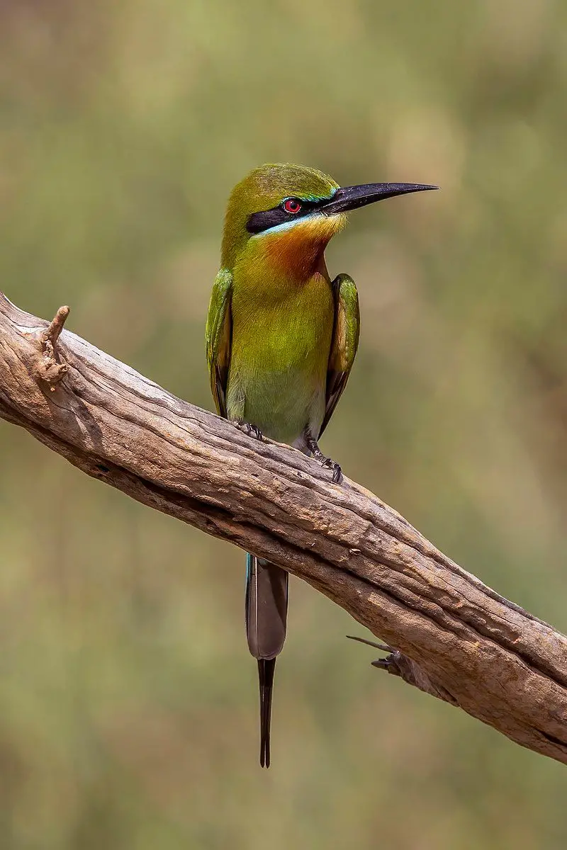 Blue-tailed_bee-eater__1