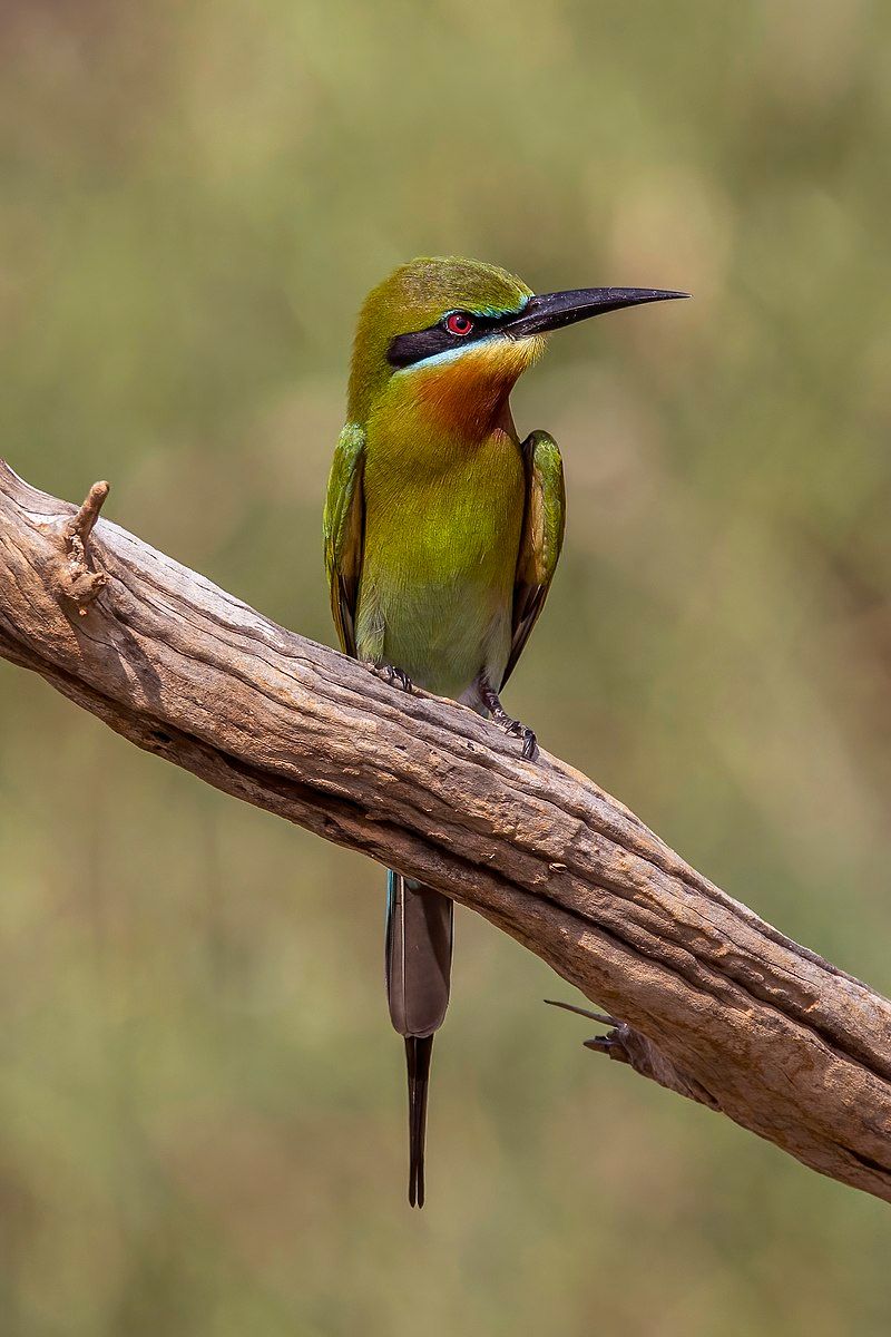 Blue-tailed_bee-eater__36