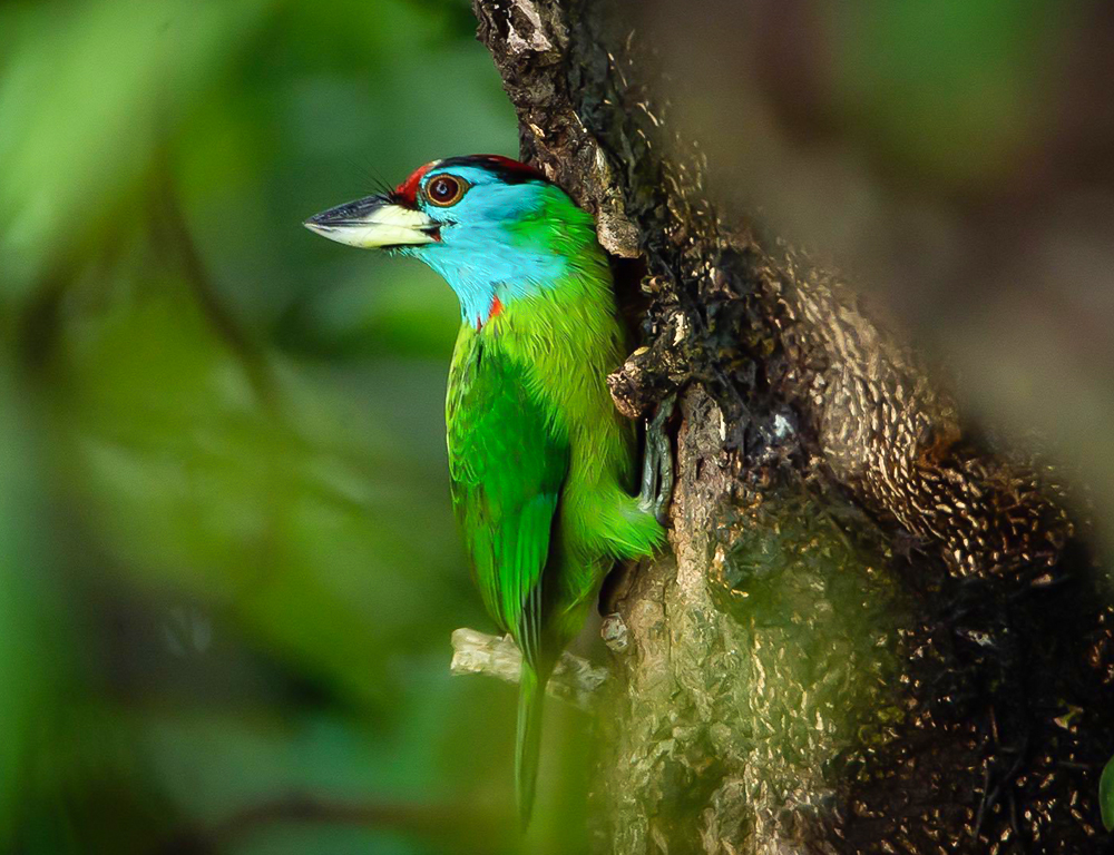 Blue-throated Barbet