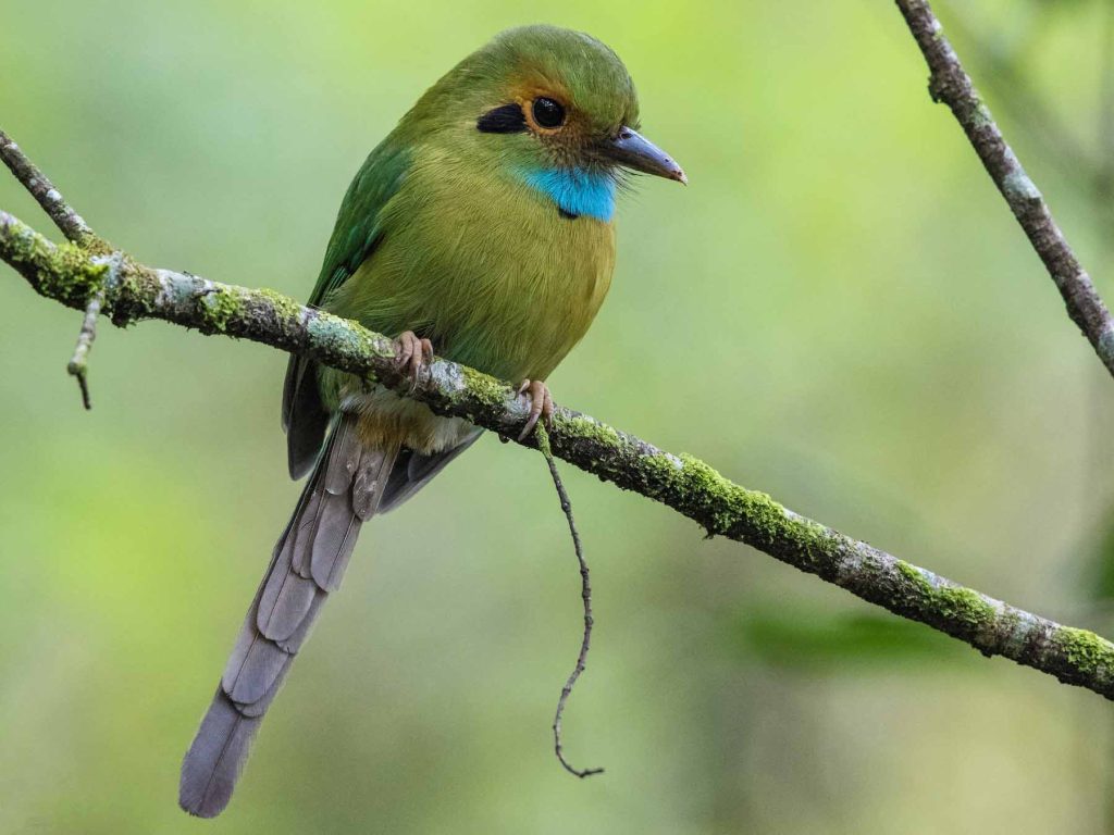 Blue-throated Motmot