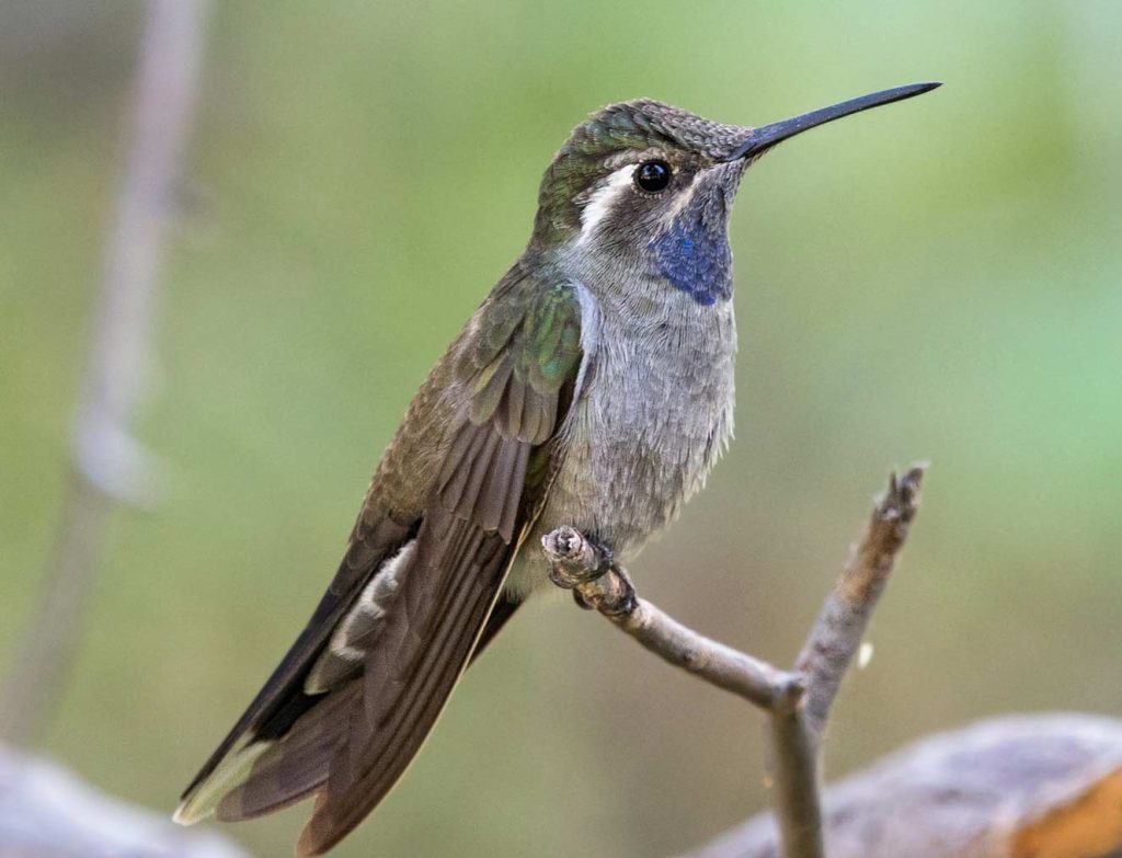 Blue-throated mountaingem