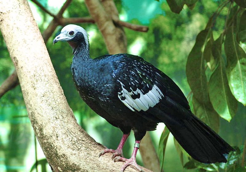 Blue-throated_piping_guan__16