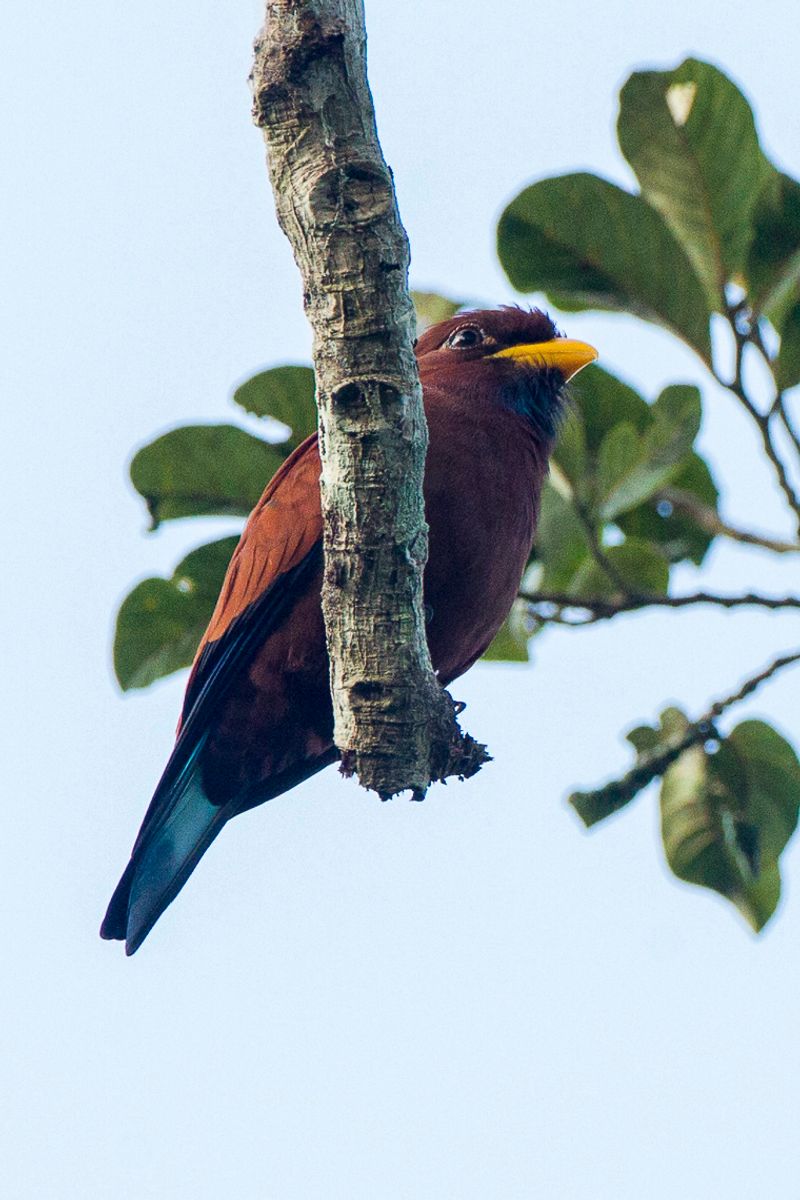 Blue-throated_roller__4