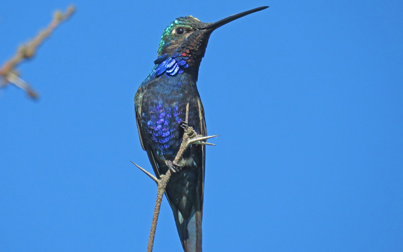 Blue-tufted starthroat