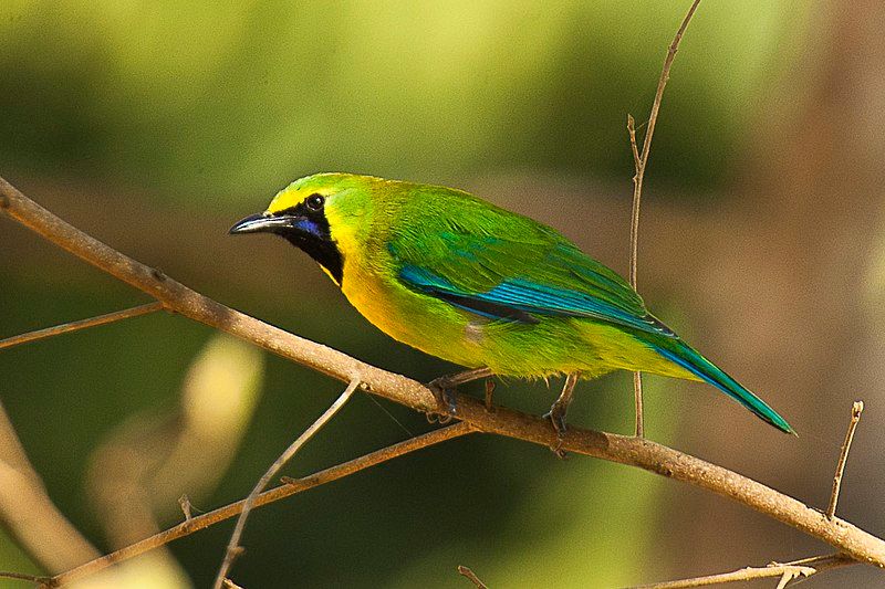 Blue-winged_leafbird__44