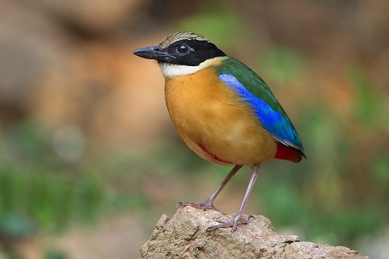 Blue-winged_pitta__14