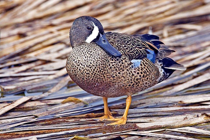 Blue-winged_teal__2