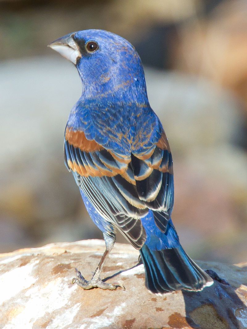 Blue_grosbeak__10