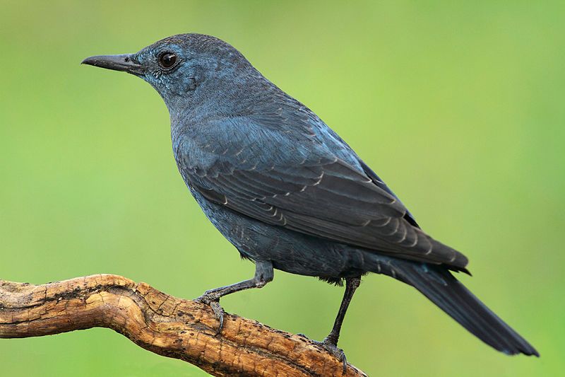 Blue_rock_thrush__11