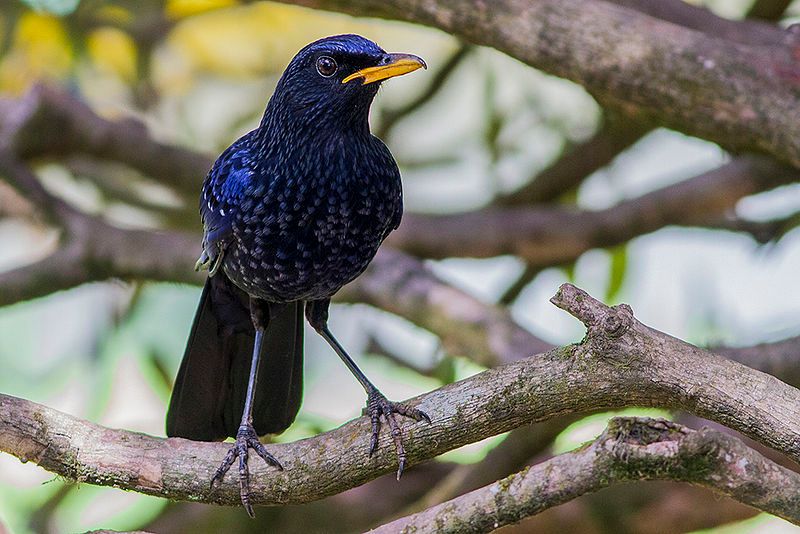 Blue_whistling_thrush__2