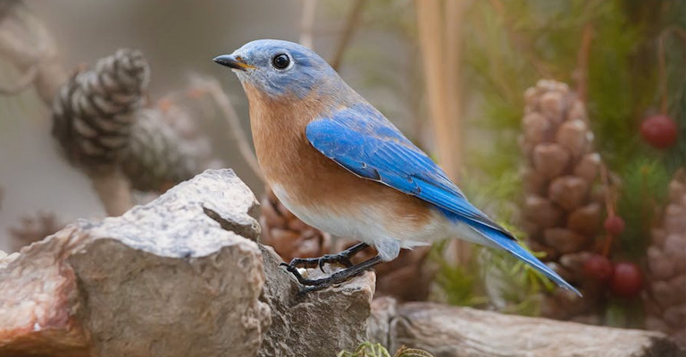 Bluebirds