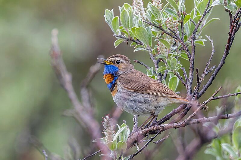 Bluethroat__19