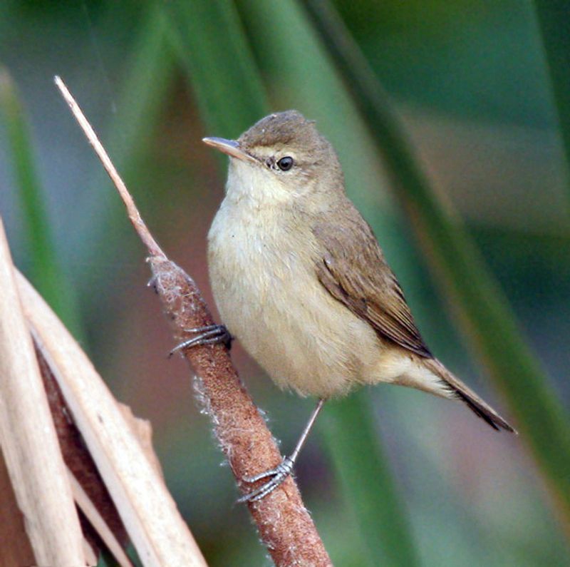 Blunt-winged_warbler__30