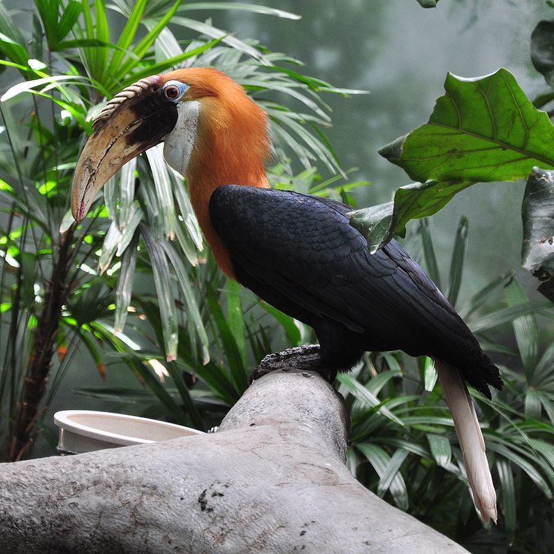 Blyth's_hornbill__13