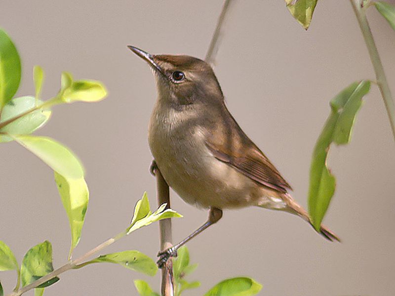 Blyth's_reed_warbler__23