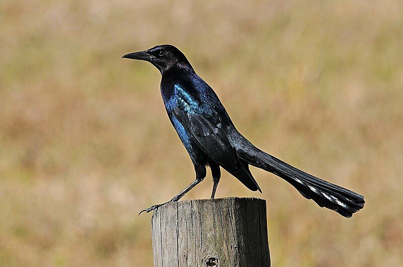 Boat-tailed_grackle__20