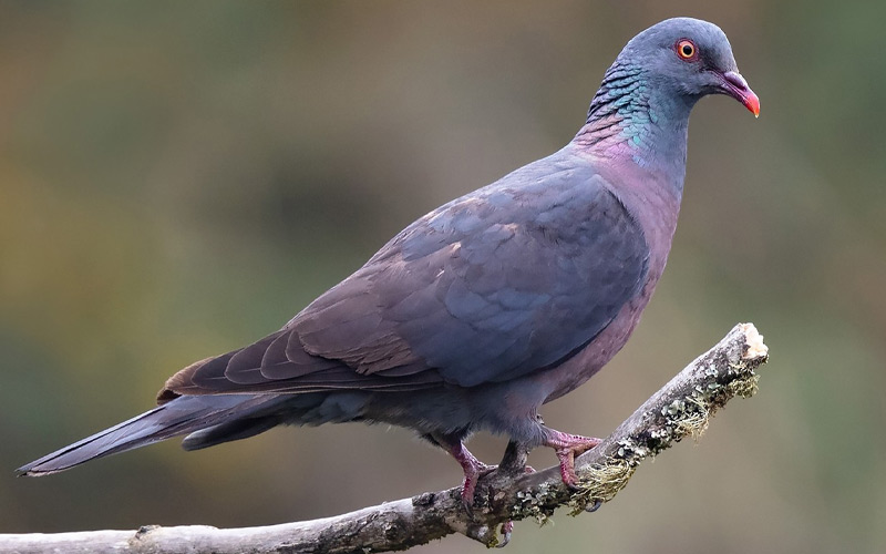 Bolle's Pigeon