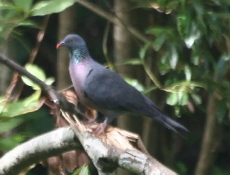 Bolle's_pigeon__4