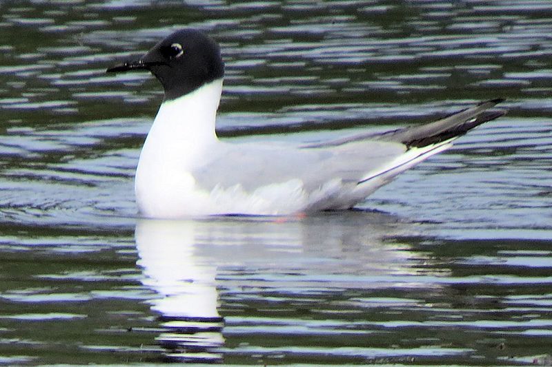 Bonaparte's_gull__13