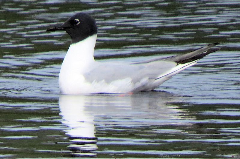 Bonaparte's_gull__7