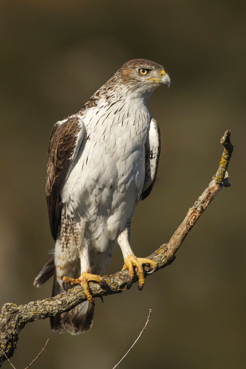 Bonelli's_eagle__4