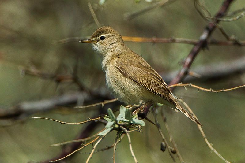 Booted_warbler__20