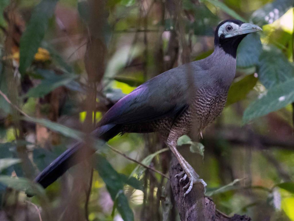 Bornean Ground Cuckoo