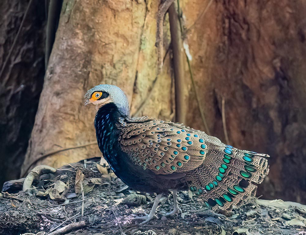 Bornean Peacock-pheasant