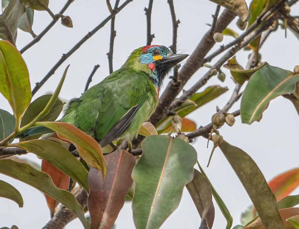 Bornean Barbet