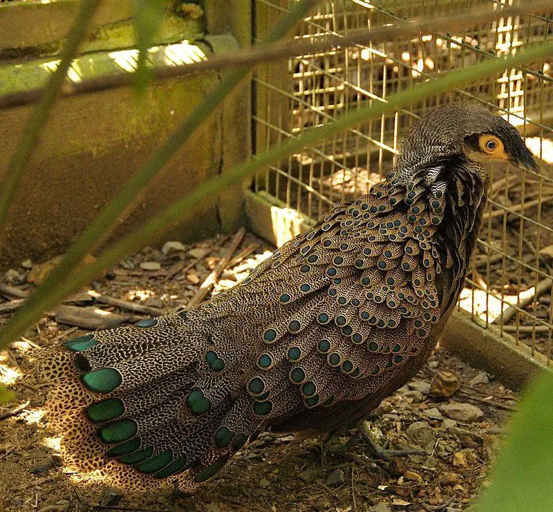 Bornean_peacock-pheasant__9