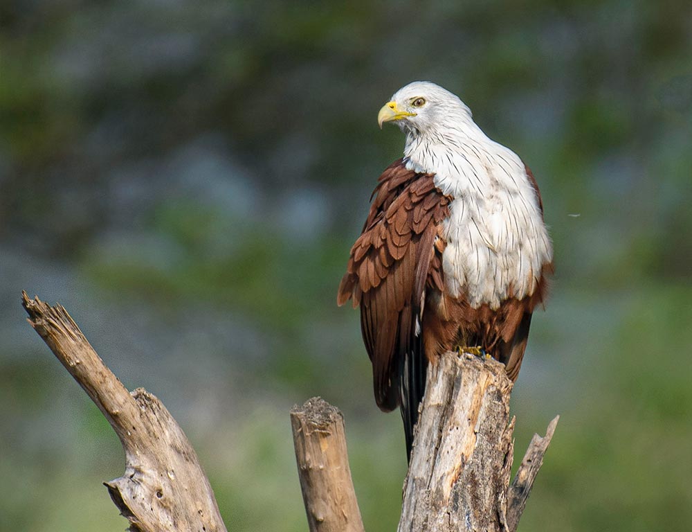 Brahminy Kite