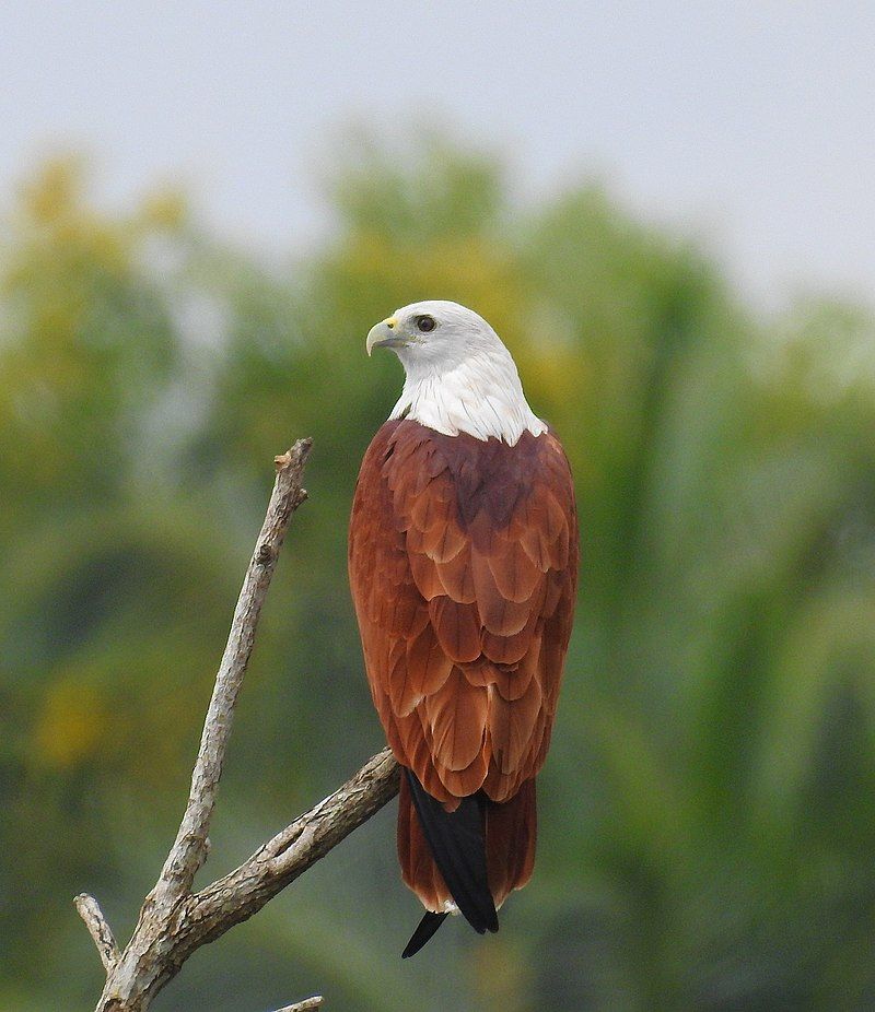 Brahminy_kite__2