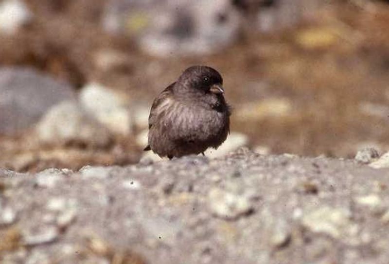 Brandt's_mountain_finch__27