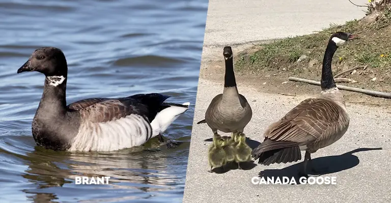 Brant Vs Canada Goose