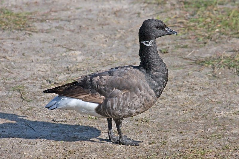 Brant_(goose)__14