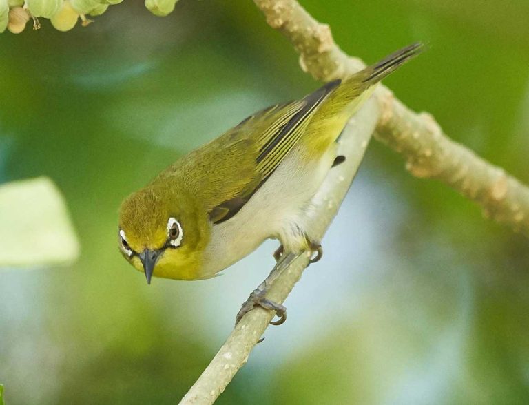 38 Guam Birds You Need To See - The Worlds Rarest Birds