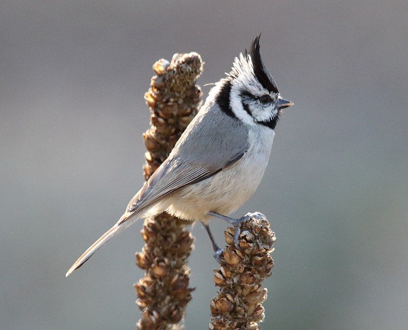 Bridled_titmouse__4