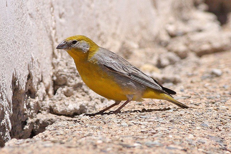 Bright-rumped_yellow_finch__32