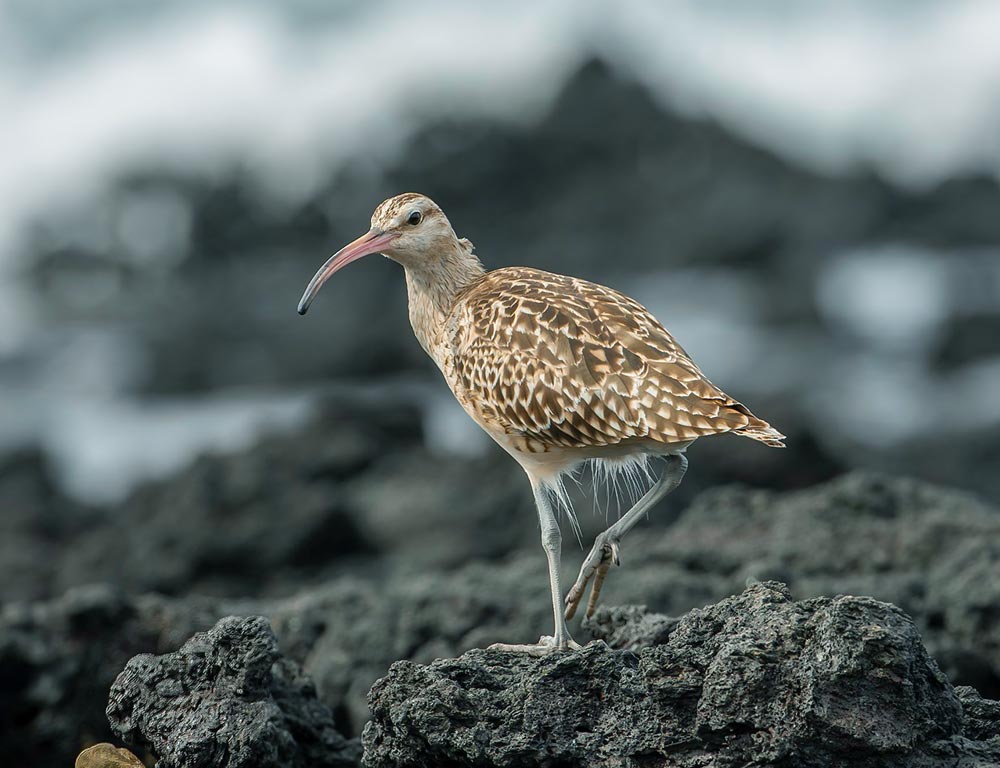 Bristle-thighed Curlew