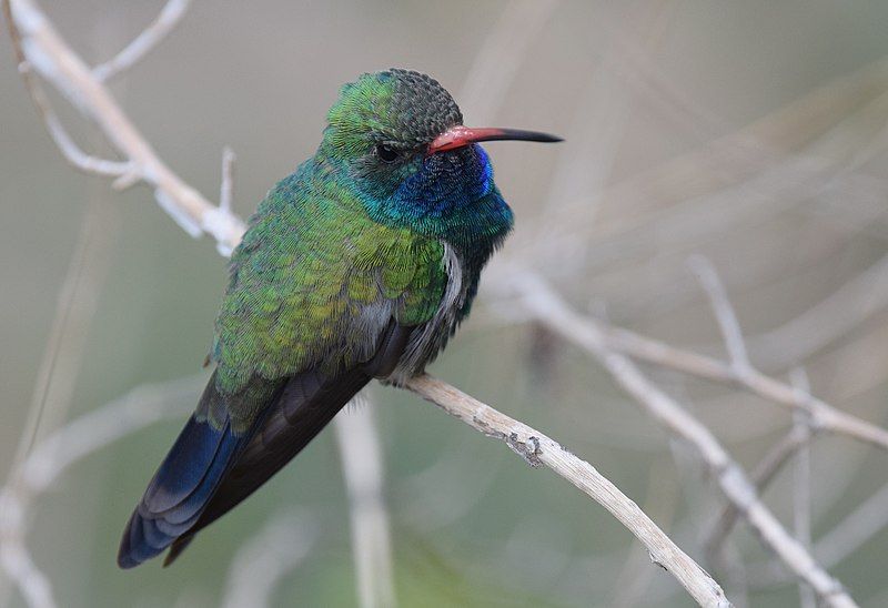 Broad-billed_hummingbird__13