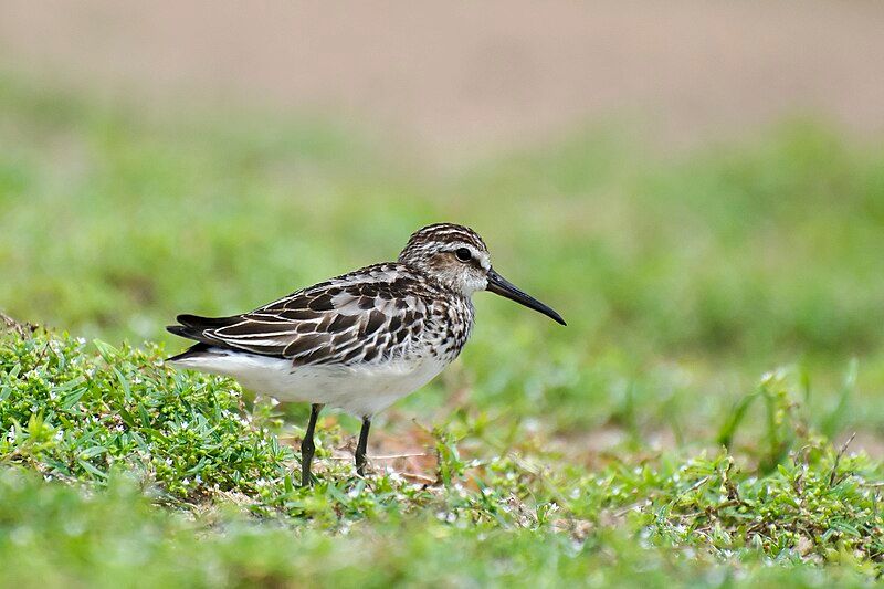 Broad-billed_sandpiper__13