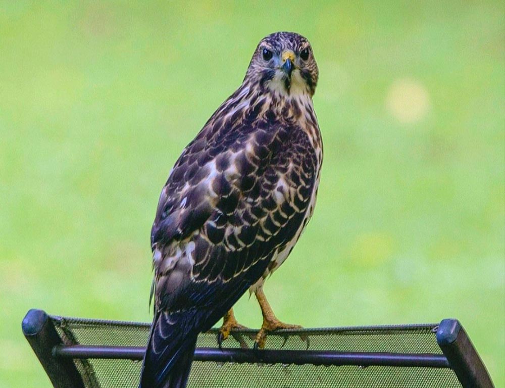 Broad-winged hawk