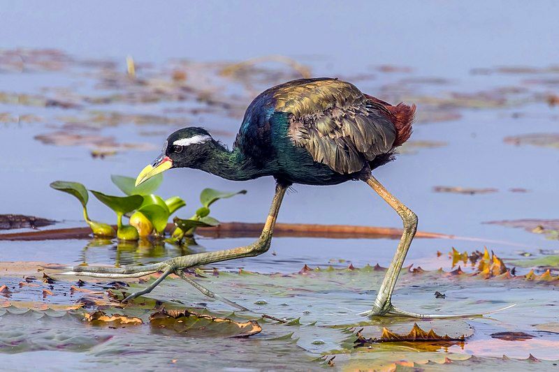 Bronze-winged_jacana__12