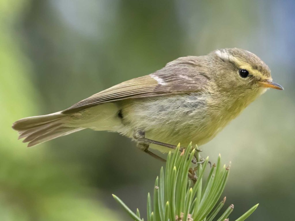 Brooks's Leaf Warbler