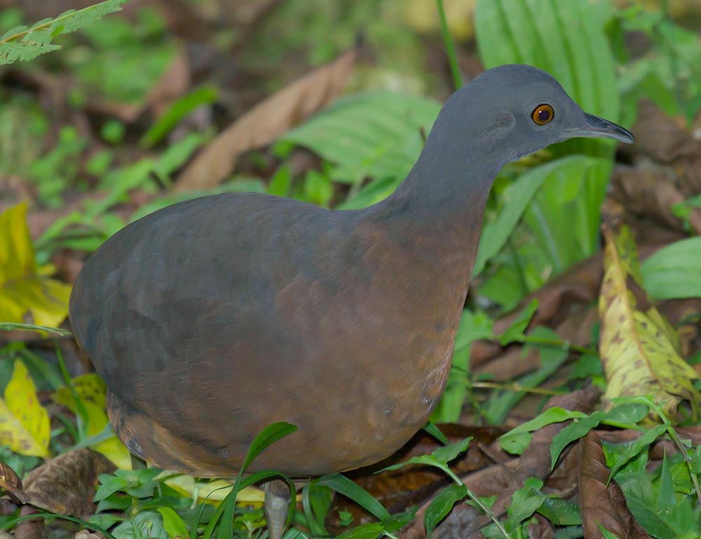 Brown Tinamou