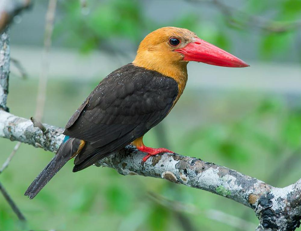 Brown-Winged Kingfisher