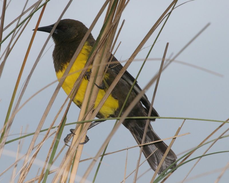 Brown-and-yellow_marshbird__16