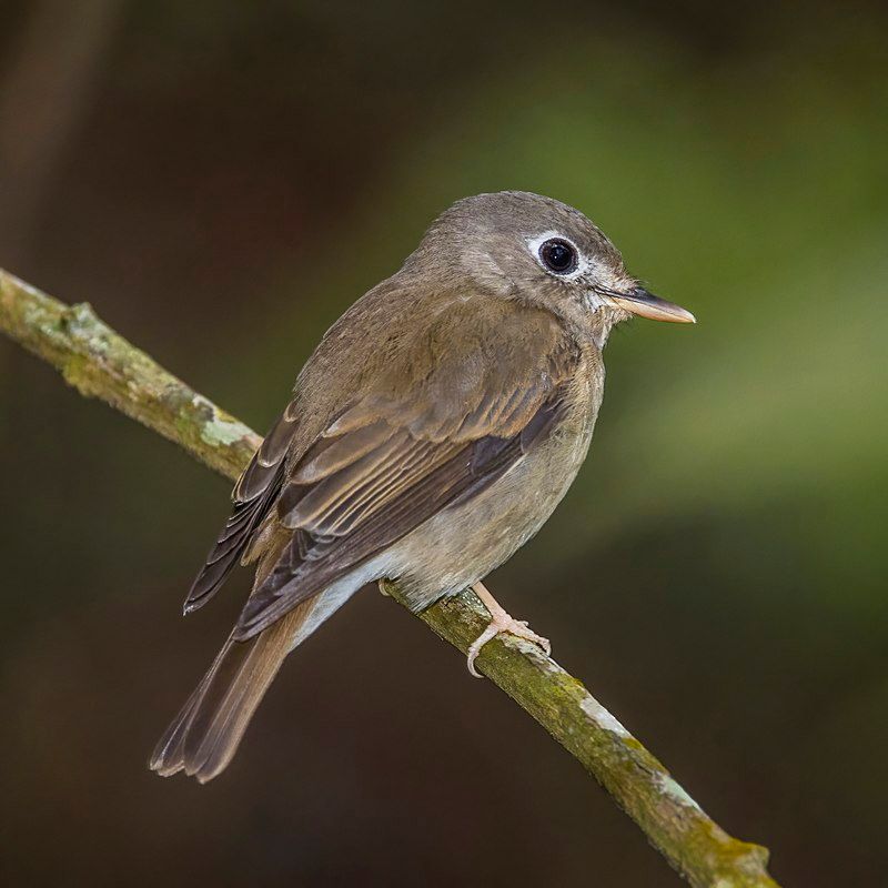 Brown-breasted_flycatcher__21