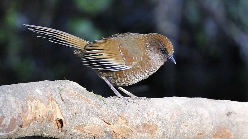 Brown-capped_laughingthrush__15