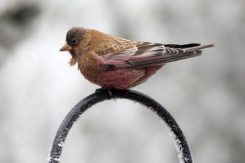 Brown-capped_rosy_finch__19